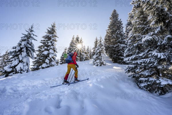 Ski tourer in snowy winter forest with sun star, ascent to Teufelstättkopf, Snowy mountain landscape, Ammergau Alps, Bavaria, Germany, Europe