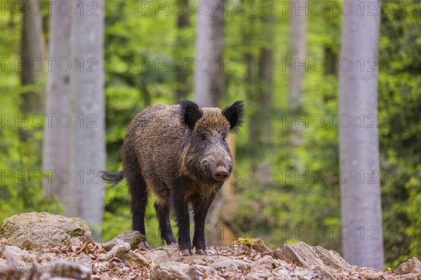 Wild boar (Sus scrofa), adults and piglets, forage for food on the forest floor