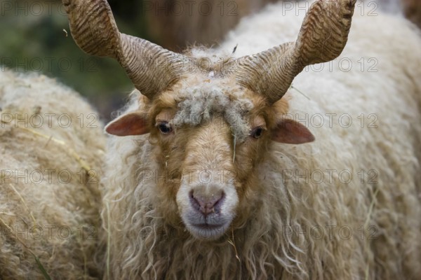 Portrait of a white Racka or Hortobágy Racka Sheep (Ovis aries strepsiceros hungaricus) with its unusual spiral-shaped horns