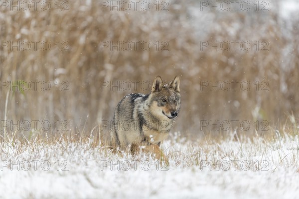 One young male eurasian gray wolf (Canis lupus lupus) running towards the camera over a snow covered meadow during snowfall. White meadow and reed in the background