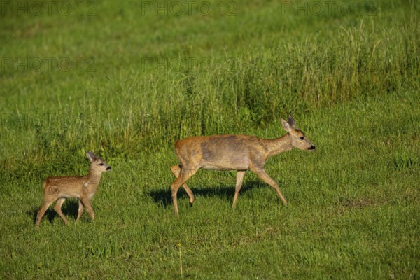 Roe deer (Capreolus capreolus) doe with fawn Germany