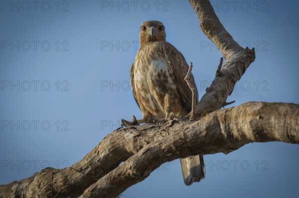 Madagascar buzzard (Buteo brachypterus) in the dry forests of western Madagascar