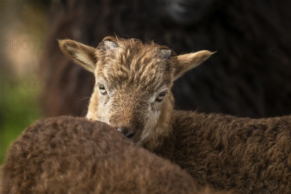 Brown lamb, portrait. Ram, base of horns. Ouessant sheep mix. Grazing. Germany