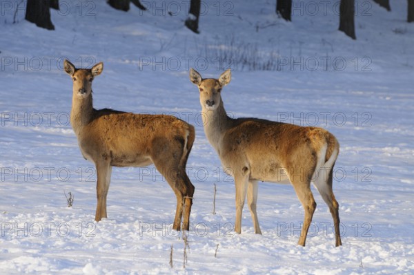 Two deer standing next to each other in the snow, red deer (Cervus elaphus), Bavaria