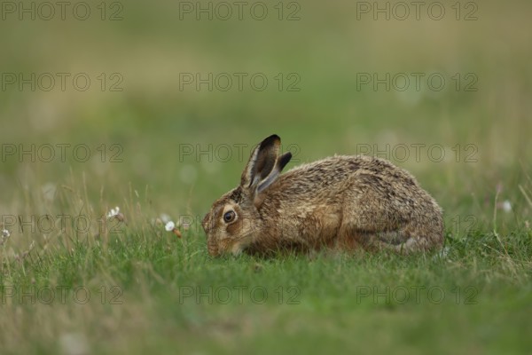 European brown hare (Lepus europaeus) adult animal feeding in grassland in summer, England, United Kingdom, Europe