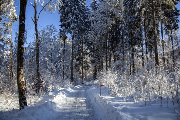 Winter landscape in the snow, hiking trail through snowy landscape, snow-covered trees, Oberstdorf, Oberallgäu, Allgäu, Bavaria, Germany, Europe