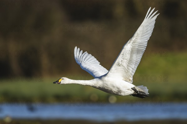 Tundra Swan, Bewick's Swan, Cygnus columbianus in flight at winter in Slimbridge, England, United Kingdom, Europe