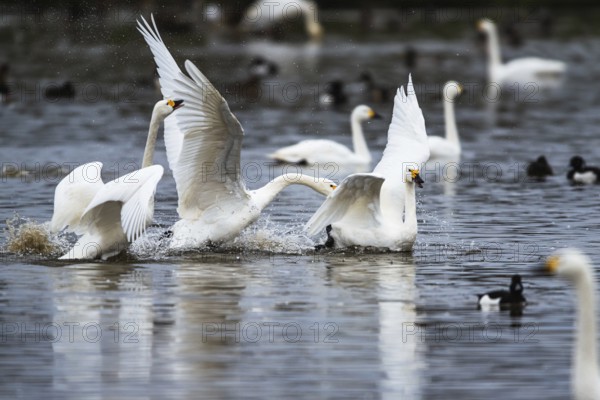 Tundra Swan, Bewick's Swan, Cygnus columbianus at winter in Slimbridge, England, United Kingdom, Europe