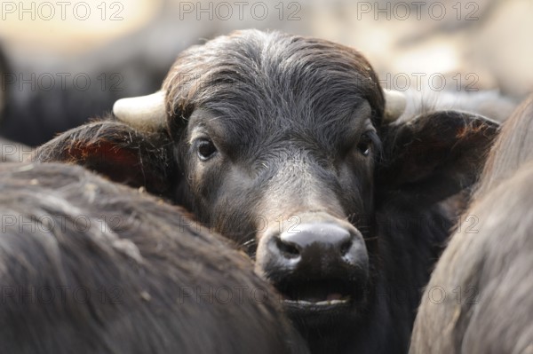 Buffalo looking through a herd, surrounded by other buffalo, Water buffalo (Bubalus arnee), Bavaria