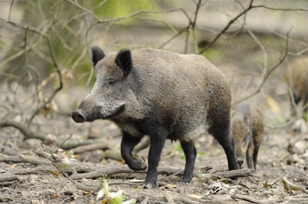 A wild boar walks through the forest, accompanied by a smaller animal, wild boar (Sus scrofa), Hesse