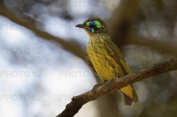 Male yellow-bellied jala (Philipitta schlegeli) in the dry forests of Tsingy de Bemaraha National Park