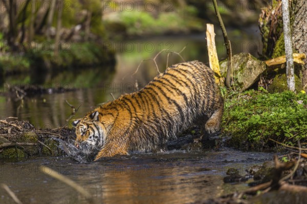 One young female Siberian Tiger, Panthera tigris altaica, walking thru a creek in a forest. Early morning light
