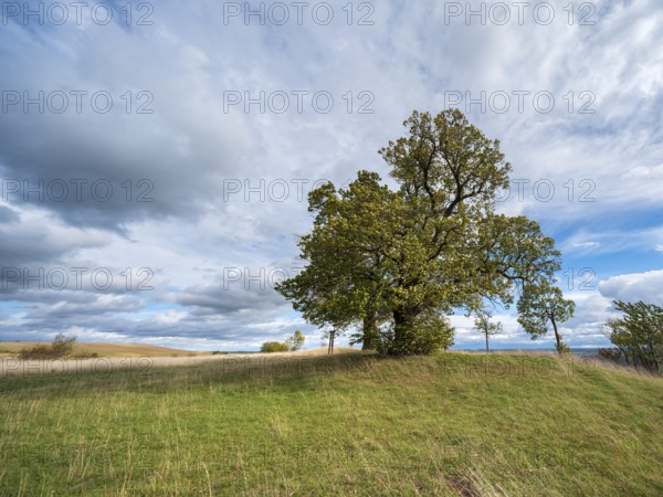 Napoleon's lime trees on the battlefield of 1806, Battle of Jena and Auerstedt, Thuringia, Germany, Europe