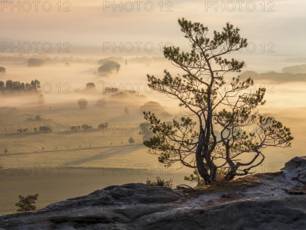 Stunted pine tree at the Teufelsmauer, view of the Harz foreland in morning light and morning fog, Timmenrode, Blankenburg (Harz), Saxony-Anhalt, Germany, Europe