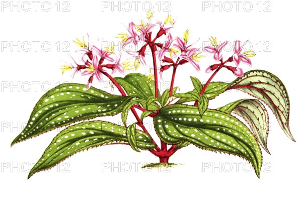 Sonerila margaritacea, a flowering plant species of the genus Sonerila, native to Myanmar, plant and flower, digitally reworked reproduction of an original from the 19th century