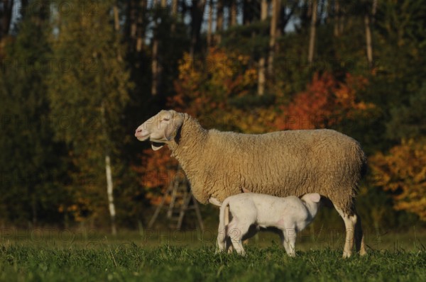 Sheep suckling lamb on a pasture in an autumn forest, domestic sheep (Ovis orientalis aries), Franconia