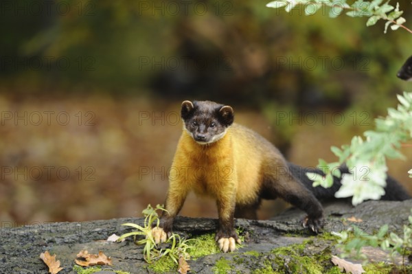 A bright golden-brown marten stands on mossy ground in autumn forest, coloured marten (Martes flavigula), captive