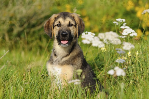 A smiling puppy sits on a green meadow dotted with flowers, mixed-breed dog, Upper Palatinate