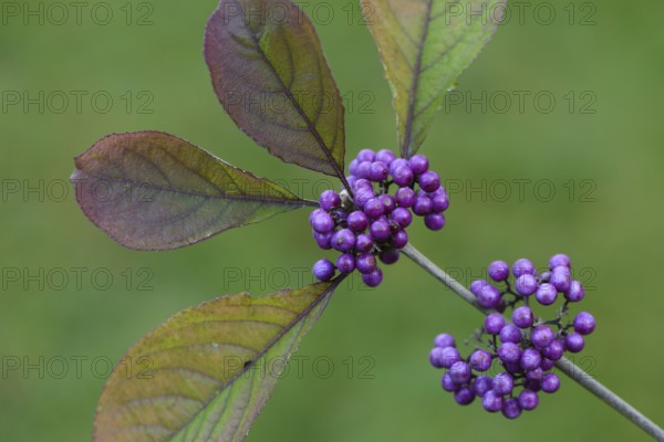 Fair fruit (Callicarpa bodinieri), Emsland, Lower Saxony, Germany, Europe