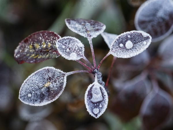 Eurasian Smoke Tree (Cotinus coggygria), or Wig Bush, frost crystals and frozen raindrops on the leaves, Hesse, Germany, Europe
