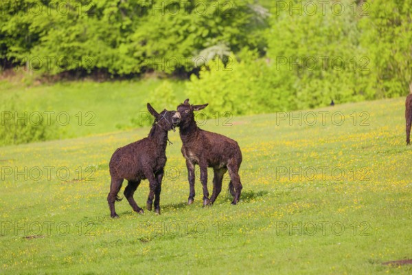 Two mixed breed donkey stallions fight