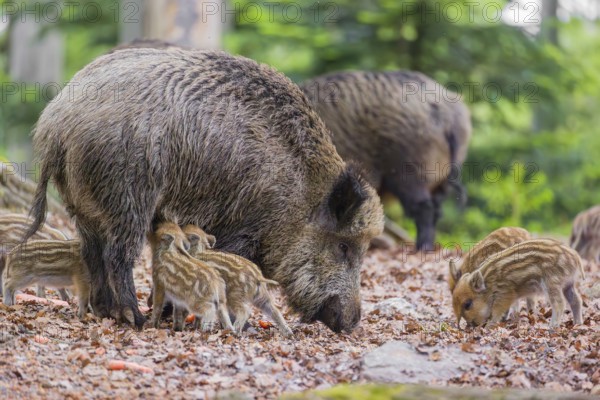 Wild boar (Sus scrofa), adults and piglets, forage for food on the forest floor