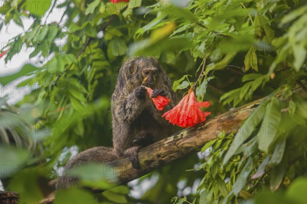 A female white-faced saki (Pithecia pithecia) sits in a Rose of Venezuela (Brownea grandiceps) tree, eating the blossoms of it