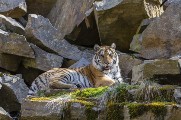 One young female Siberian Tiger, Panthera tigris altaica, resting on rocks in a birch tree forest. Early morning light