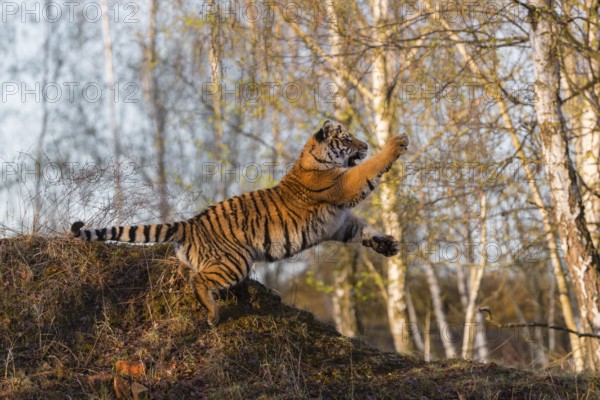 One young female Siberian Tiger, Panthera tigris altaica, running thru a birch tree forest. Hunting. Early morning light