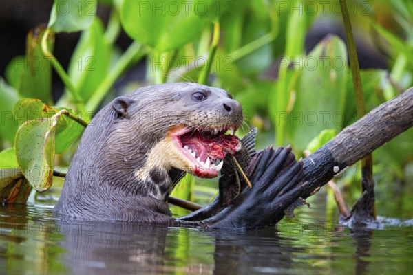 Giant otter (Pteronura brasiliensis) Pantanal Brazil