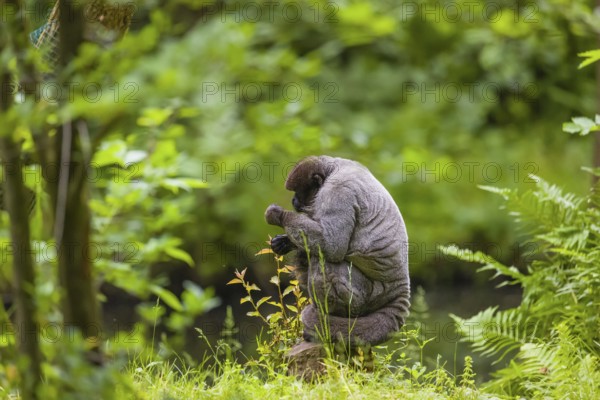 A common woolly monkey, brown woolly monkey, or Humboldt's woolly monkey (Lagothrix lagothricha) sits on the forest floor