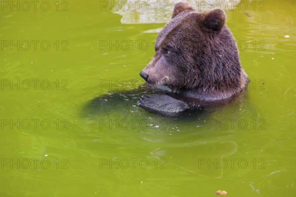 A young male Eurasian brown bear (Ursus arctos arctos) playing in a small pond