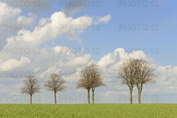 Row of trees, bare lime trees (Tilia) on a green grain field, blue cloudy sky, North Rhine-Westphalia, Germany, Europe