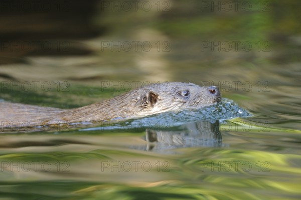 An otter swims calmly in the green water, European otter (Lutra lutra), Bavaria