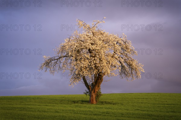 A white blossoming fruit tree in a meadow in spring. Sunshine, clouds, golden hour. Rhine-Neckar district, Baden-Württemberg, Germany, Europe