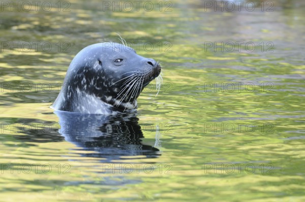 A seal's head emerges from the shimmering green water, harbour seal (Phoca vitulina), captive