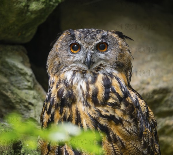 Eurasian Eagle-owl (Bubo bubo) portrait, captive, Bavarian Forest National Park, Bavaria, Germany, Europe