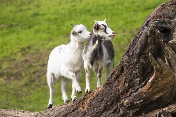 Two domestic goats, white and piebald, climbing on a tree trunk. Grazing. Germany