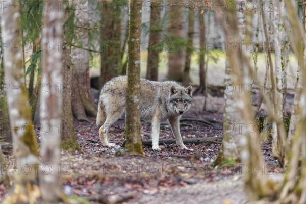 A grey wolf (Canis lupus lupus) walks across a forest on a cloudy day