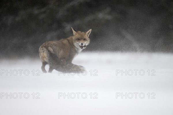 Red fox in the snow, Steinborn, Rhineland-Palatinate, Germany, Europe