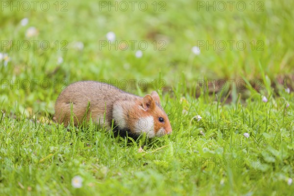 A European hamster (Cricetus cricetus), Eurasian hamster, black-bellied hamster or common hamster, collects herbs, grass and daisies on a meadow
