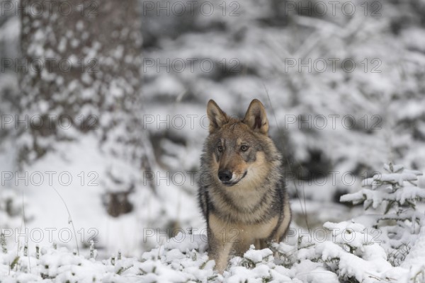 One young male eurasian gray wolf (Canis lupus lupus) running towards the camera over a snow covered meadow during snowfall. White meadow and dark forest in the background