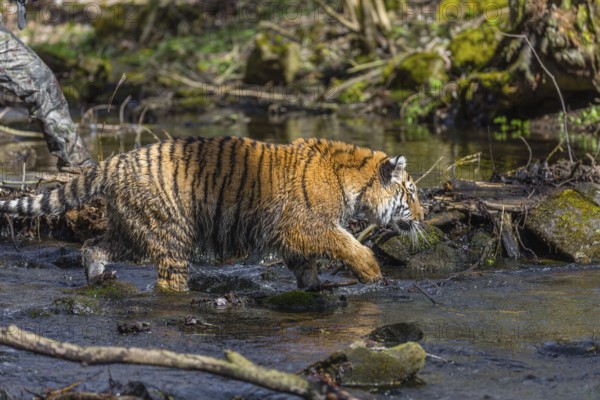 One young female Siberian Tiger, Panthera tigris altaica, walking thru a creek in a forest. Early morning light