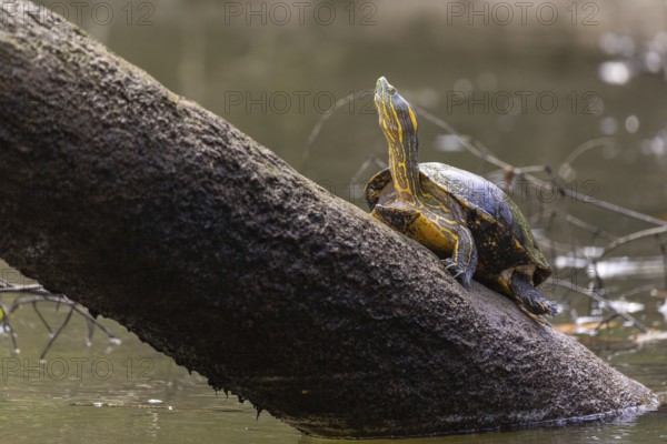 Central American tortoise (Trachemys venusta), tortoises (Testudinata), Sierpe, Puentarenas, Costa Rica, Central America