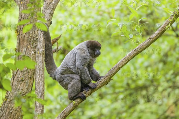 A common woolly monkey, brown woolly monkey, or Humboldt's woolly monkey (Lagothrix lagothricha) sits in a tree