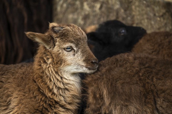 Brown lamb, portrait. Ram, base of horns. Ouessant sheep mix. Grazing. Germany