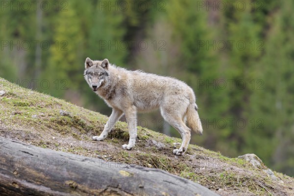 A grey wolf (Canis lupus lupus) stands on a hill and watches something
