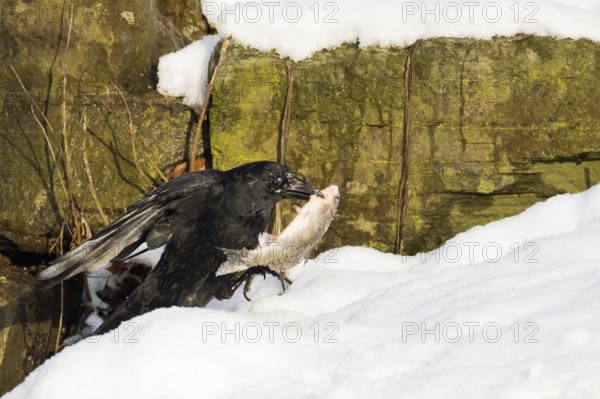 A crow (Corvus corone corone) carrying a fish in the snow against a rocky backdrop, Hesse, Germany, Europe