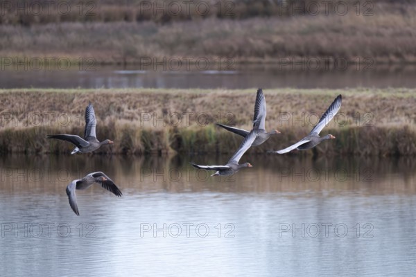 Greylag goose (Anser anser) in flight over biotope, North Rhine-Westphalia, Germany, Europe
