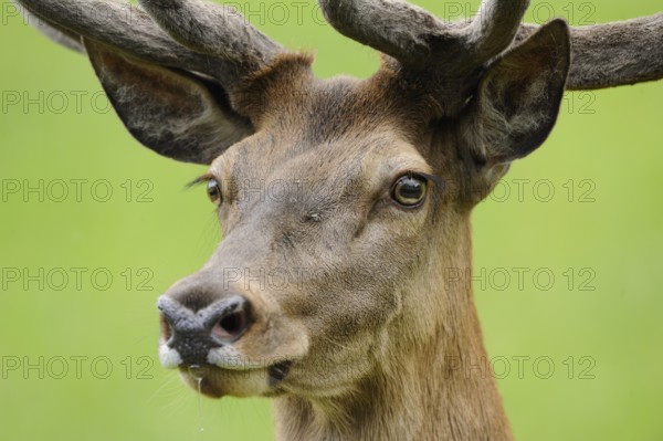 Close-up of a stag's head with magnificent antlers against a green background, red deer (Cervus elaphus), Bavaria
